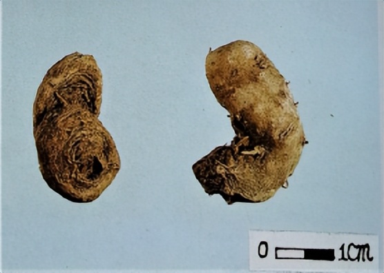 三七和金不换是一样的吗,金不换和三七是同一种中药吗