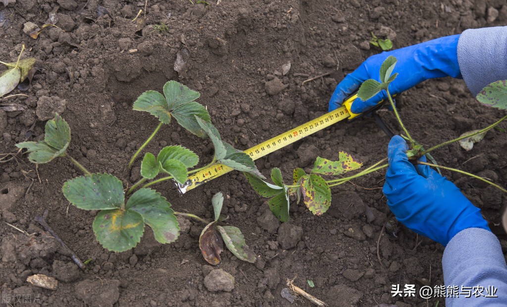 露天草莓种植视频播放,露天草莓种植方法
