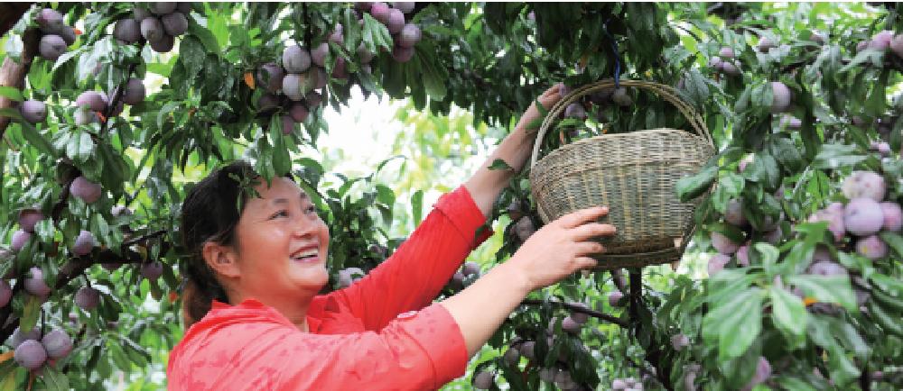 四川雅安糖心苹果自然采摘,雅安苹果采摘