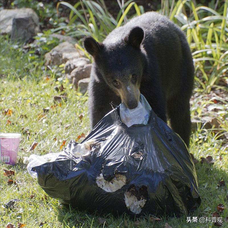 黑龙江两头黑熊,户外偶遇跟踪的黑熊该如何应对