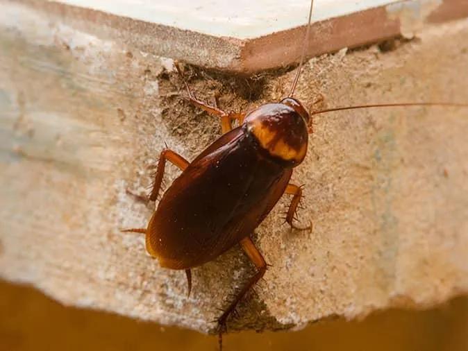 地球上的五种存活至今的古老动物,七种未灭绝的史前动物