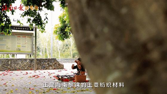 在海南踏青打卡,海南木棉红风景