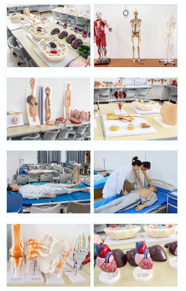 妙手仁心，守护健康美丽——医药健康学院