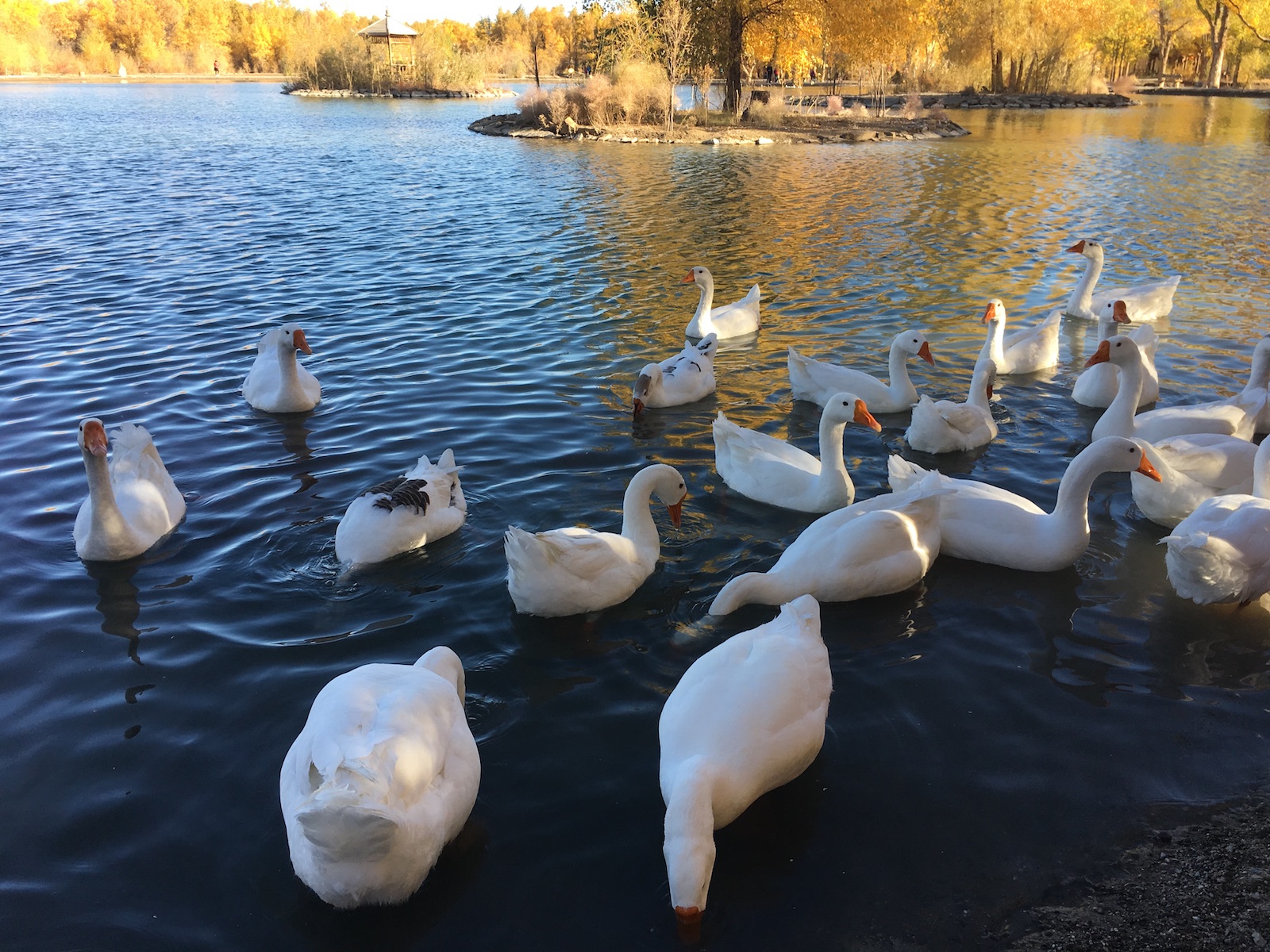北京自驾额济纳胡杨林十天攻略,从北京到额济纳胡杨林线路