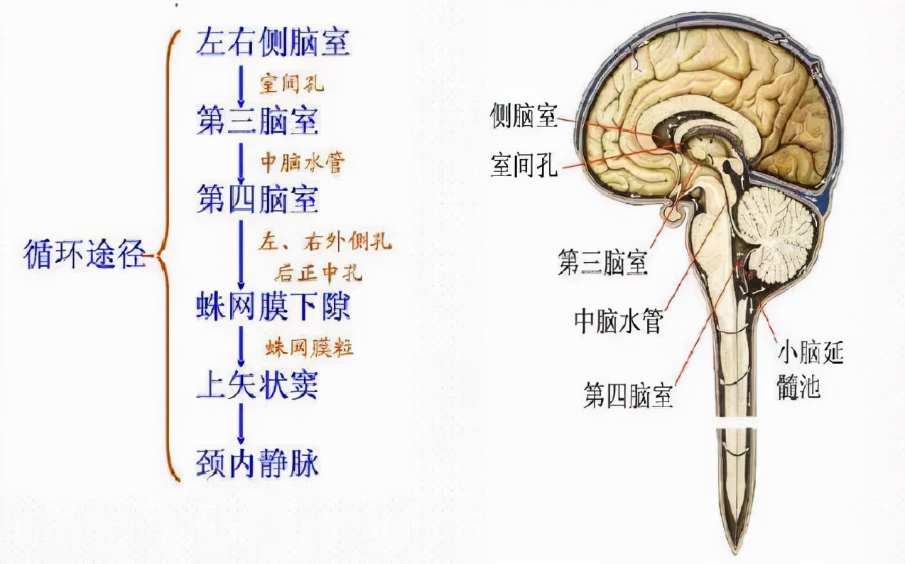 小帕说漫话,小帕解说图片