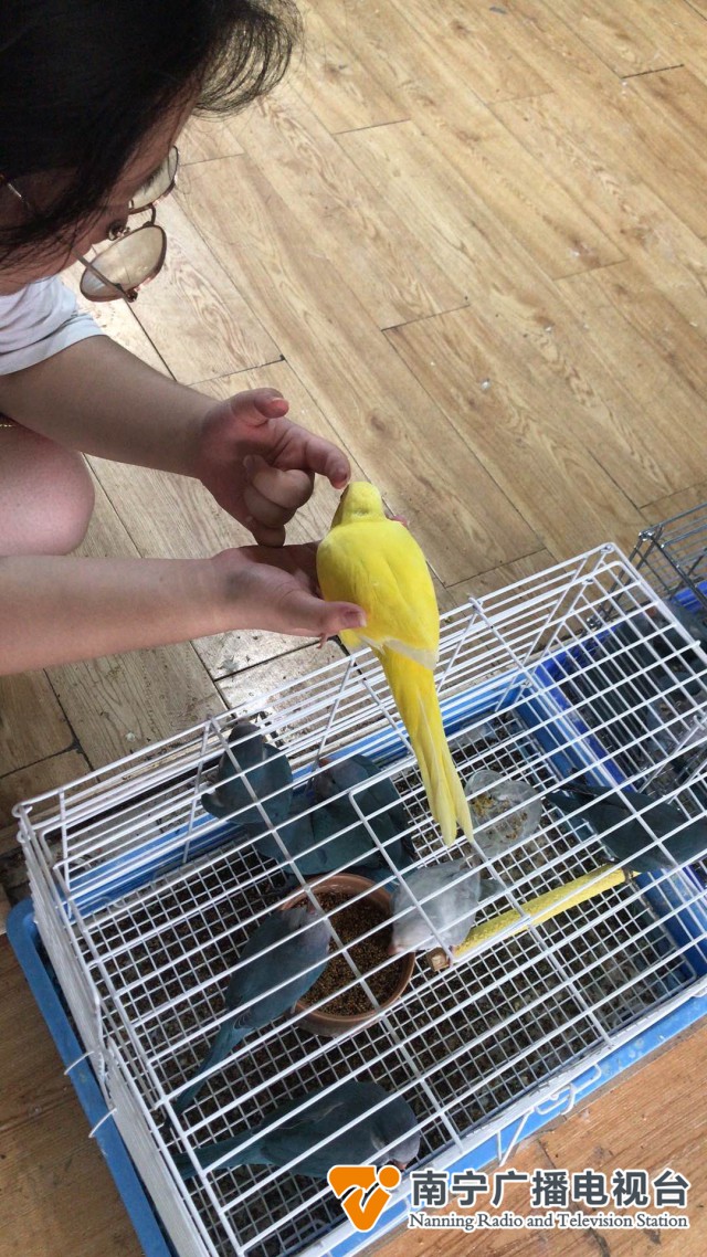 手养鸟获年轻人喜爱，治愈型社交受热捧