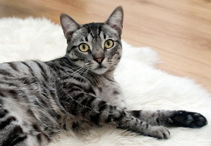 我哥窜稀，喷了我家猫一头粑粑！猫：我屎到淋头了...