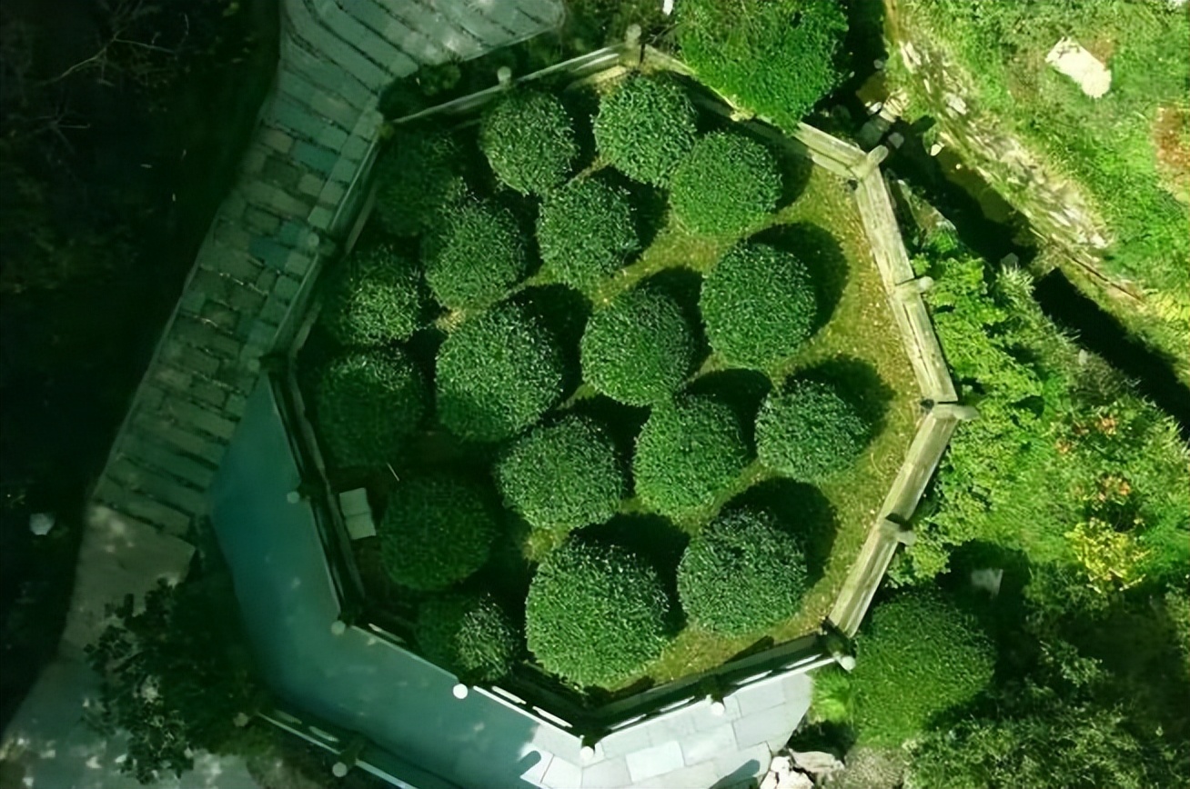 世界最著名的茶叶价格排行榜,世界上最贵的十种茶你肯定不知道