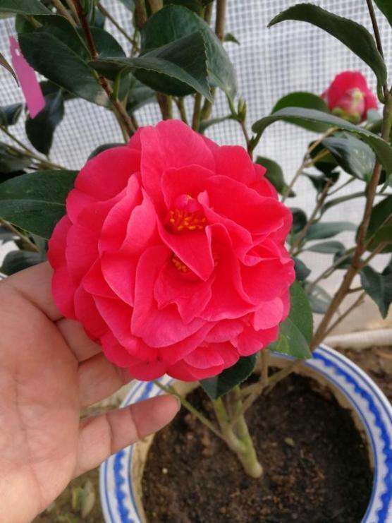 金弹子公母果有区别吗,金弹子分公母树