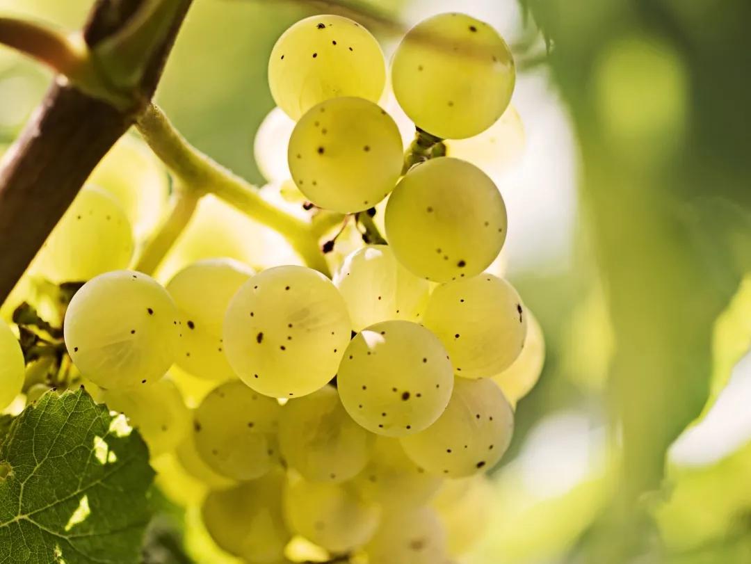 雷司令587岁生日宴来啦！！21款精选美酒与您同庆