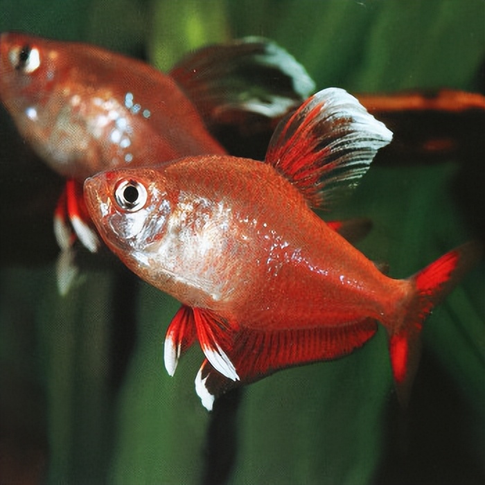 热带鱼漂亮吗,认识热带鱼幼儿视频