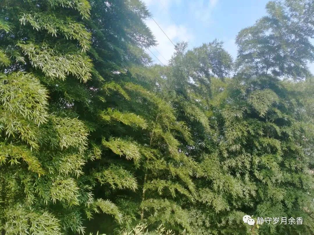 樱子视频大全,樱子挖野菜