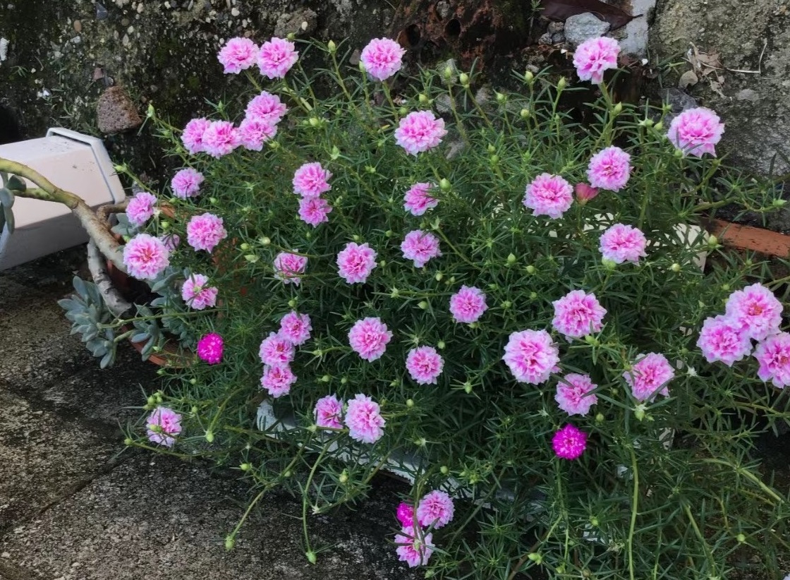 耐热的花好养的有哪些花卉,花期长耐热又好养的花卉