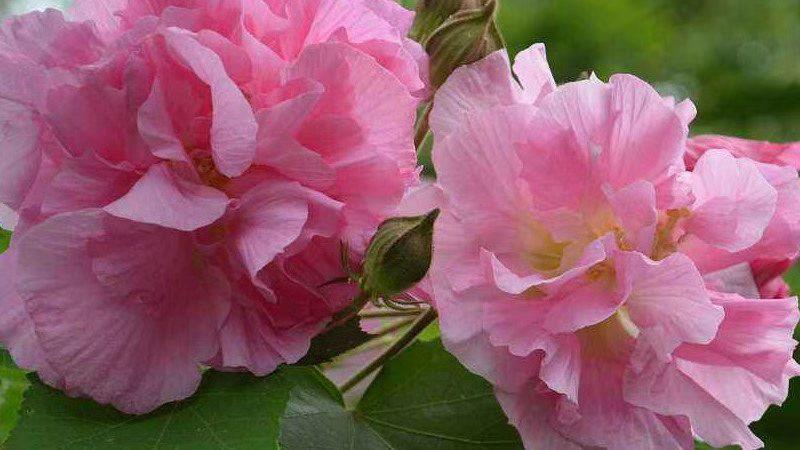 怨诗行全文赏析,怨古诗