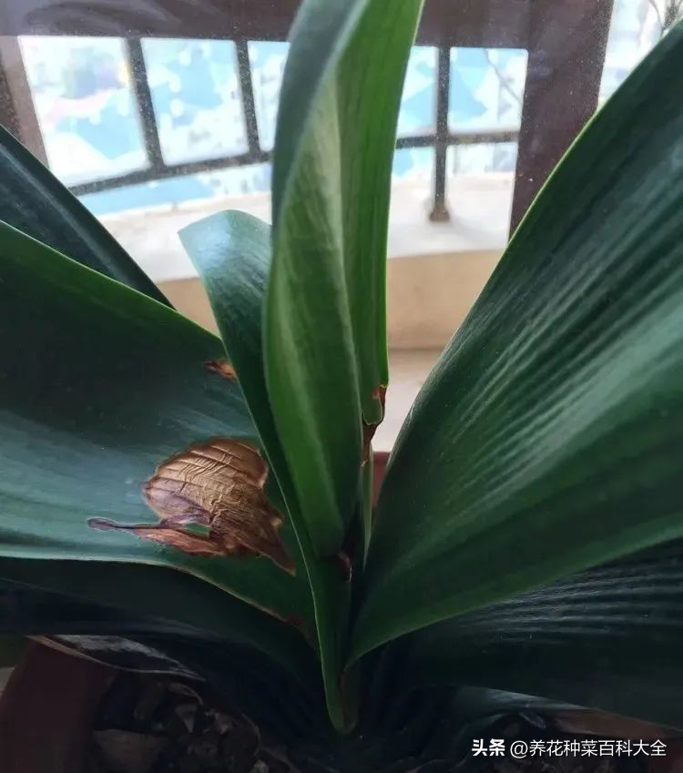 夏季阳光太毒怎么养护月季花,太阳毒怎么能治好呢