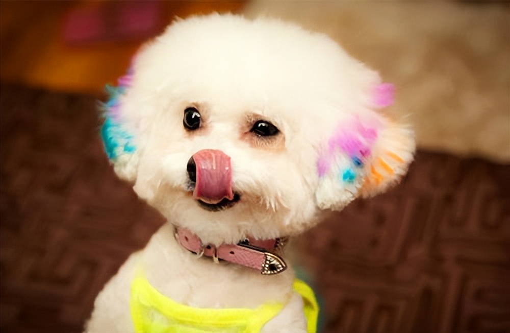 千万别让比熊犬“流浪”的原因，看下去，希望你珍惜