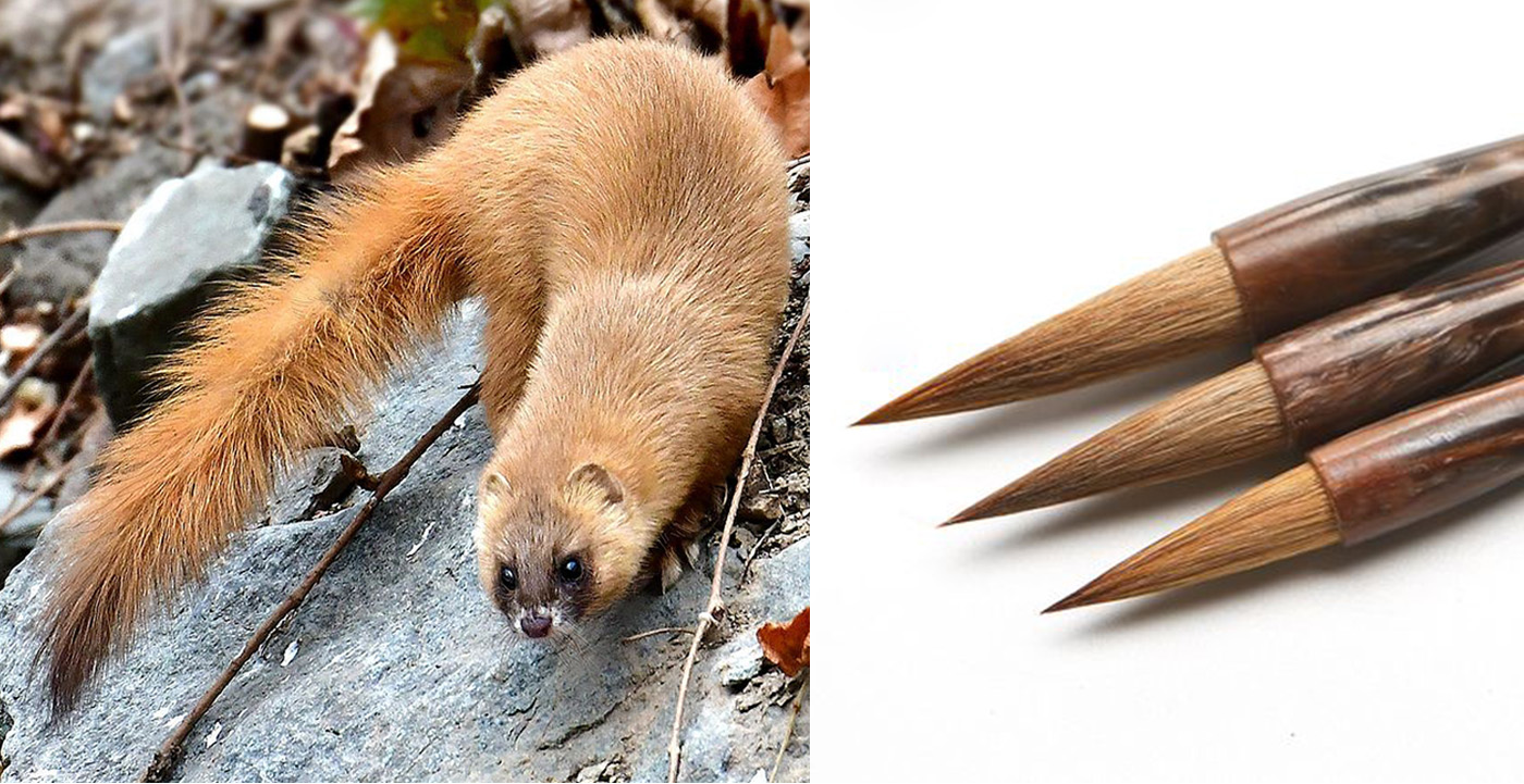 为什么黄鼠狼被称为黄大仙不能杀,家门口的黄鼠狼能打吗