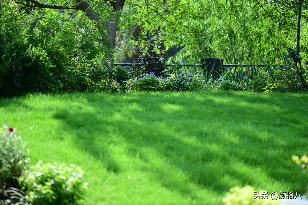 光辉岁月向日葵单朵花能开多少天,光辉岁月向日葵开花效果