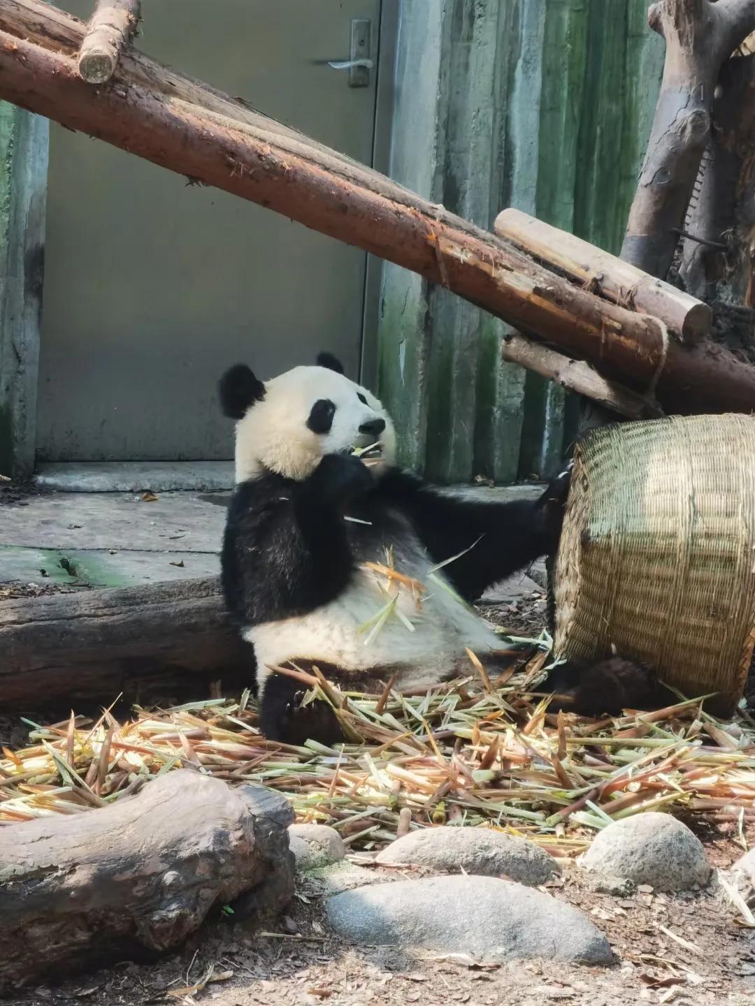 成都印象火锅,成都印象餐饮有限公司