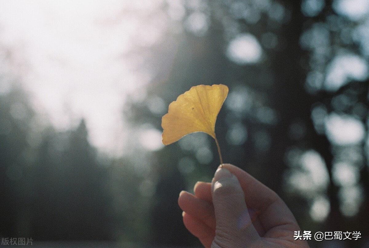 一片凋零的秋叶散文,我是一片飘落的树叶散文