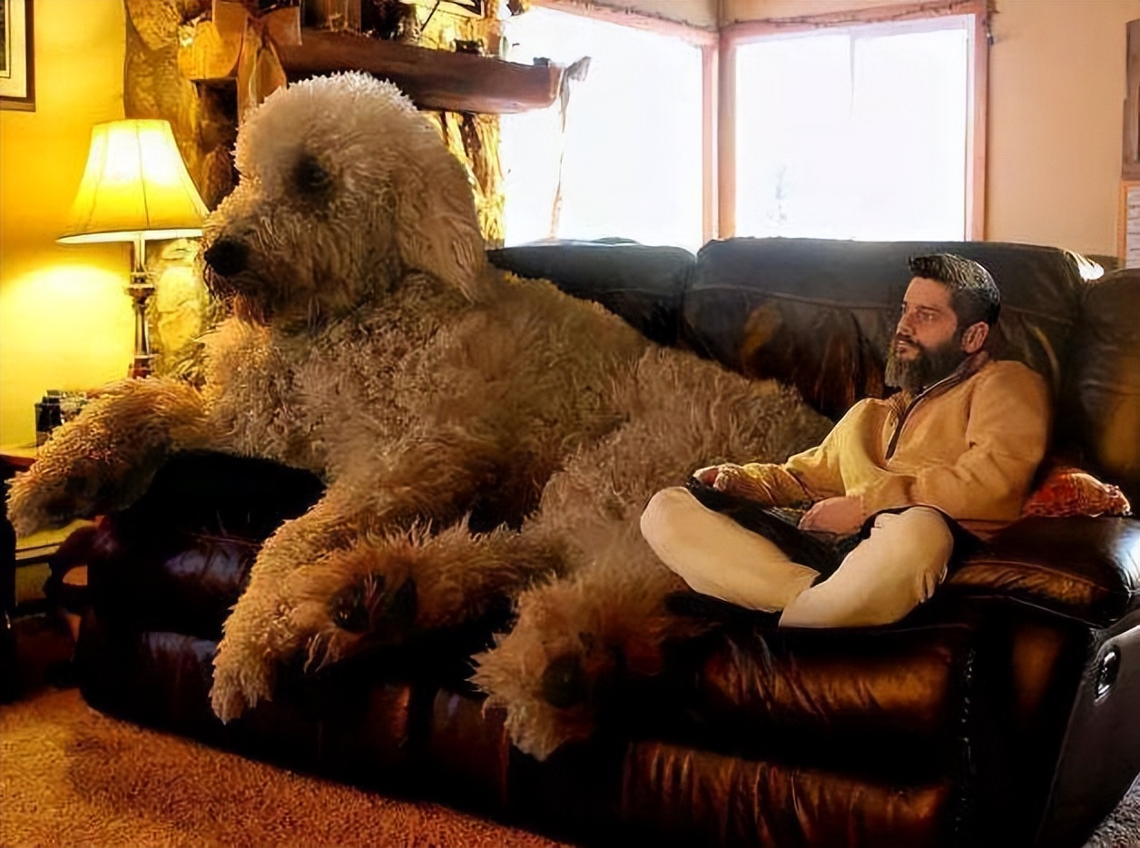 禁养的狗怎么养,39种中华田园犬城市禁养的狗