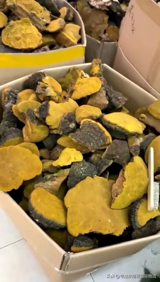 俄罗斯桦树茸如何进口及清关要办什么手续?