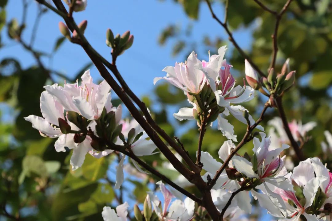 【乡村振兴】小小白露花里的“大”商机
