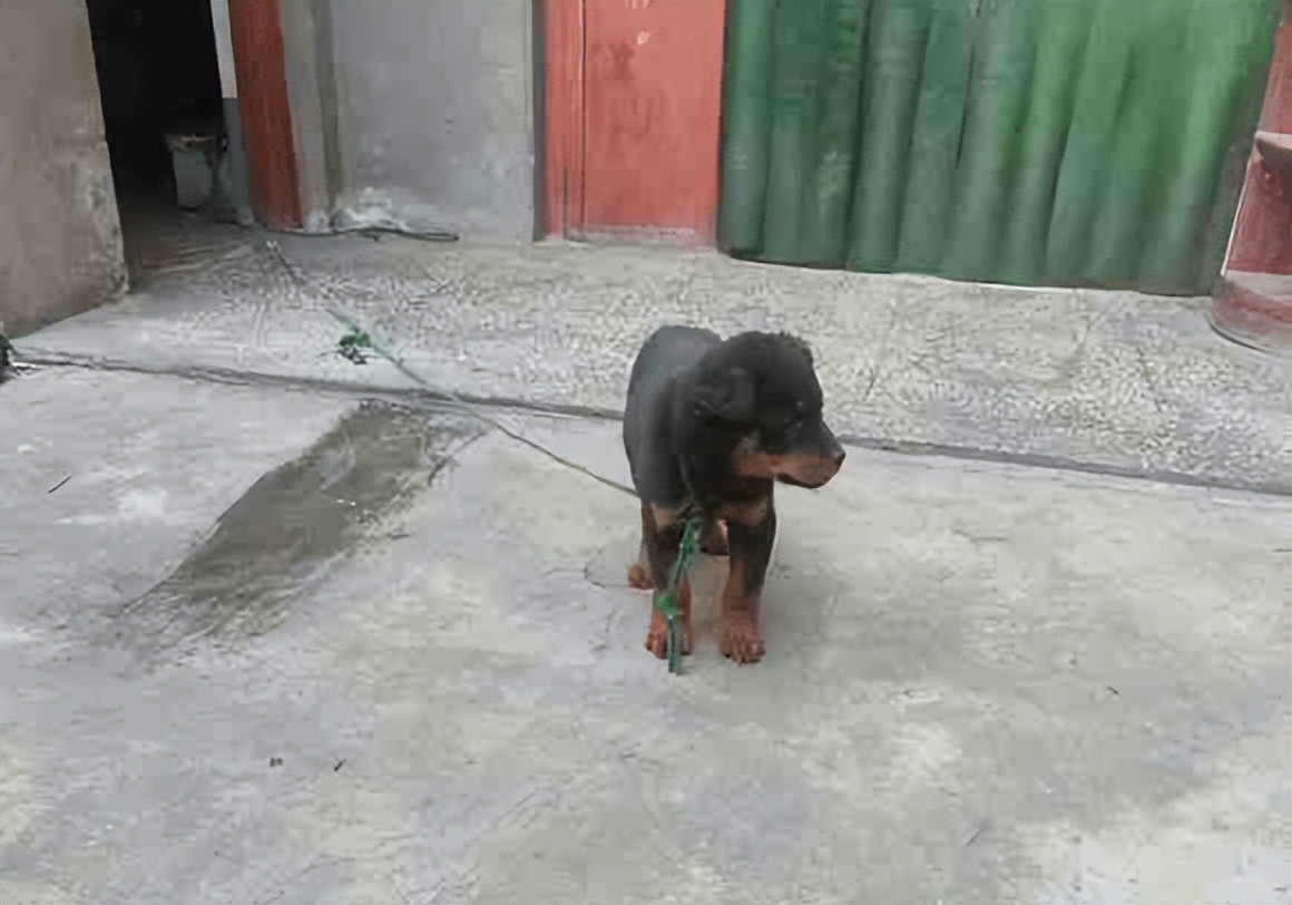 小狗没精神不吃东西往外跑,小狗快不行为什么总往外跑