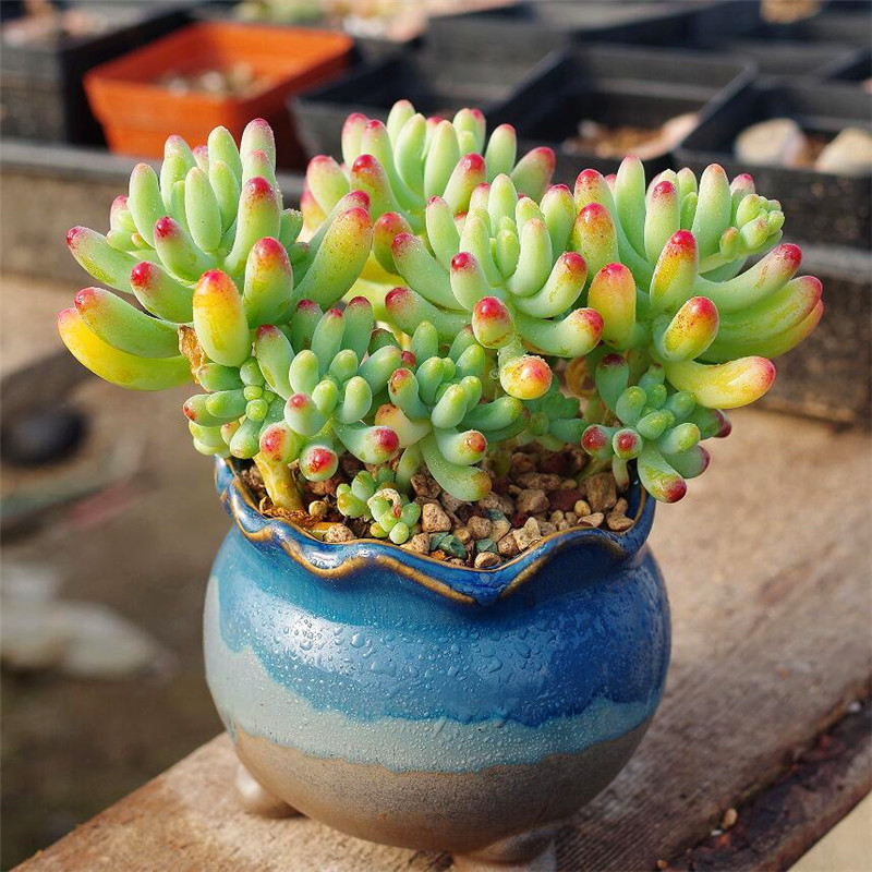 十二卷多肉的品种图鉴,100种多肉植物图片大全