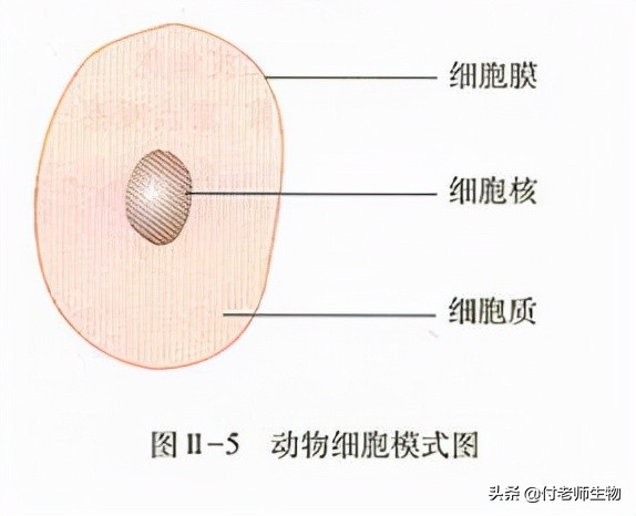 初中生物七年级上册人教版,初中生物七年级上册实验视频
