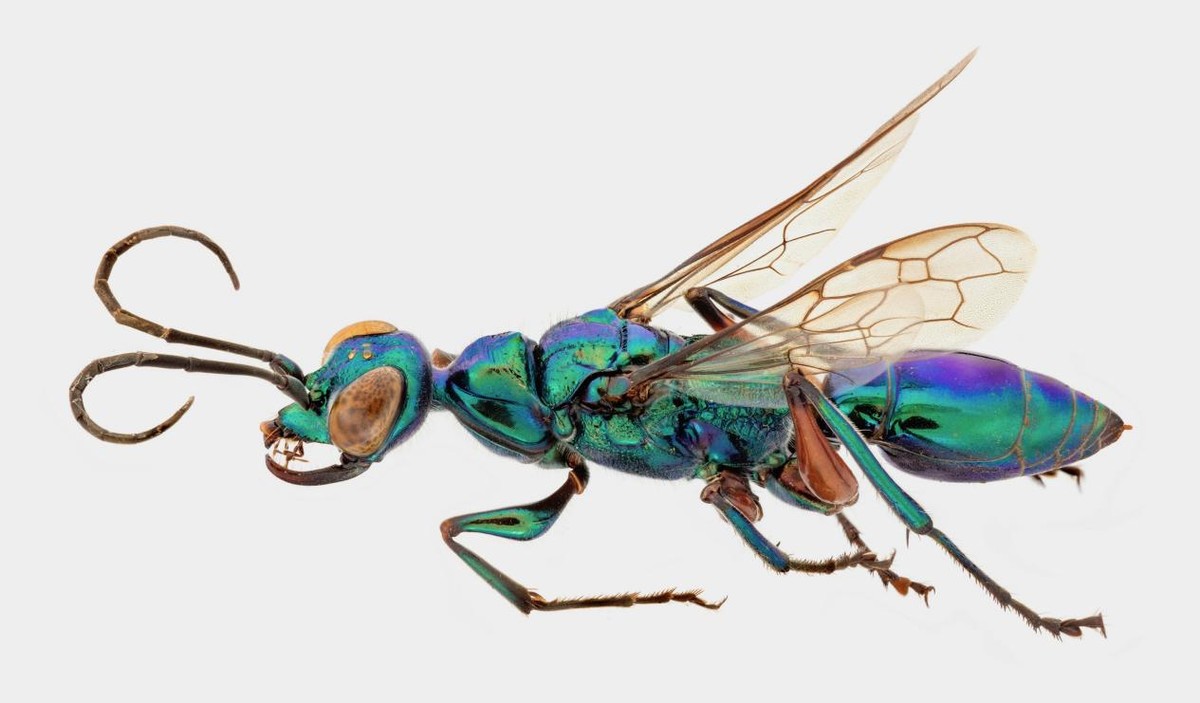 蟑螂的噩梦：自然界的“摄魂怪”，把蟑螂变成傀儡，让它主动赴死