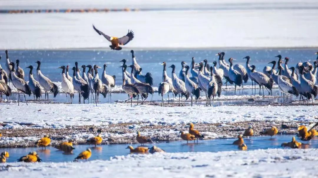 现在拉萨最火的地方,实话实说拉萨附近最值得玩的地方