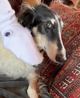 火爆外网的魔性“车座子狗”，究竟是什么梗？