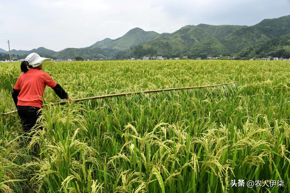 水稻进入扬花期后这样做，能有效减少毗谷的同时，还能预防病虫害