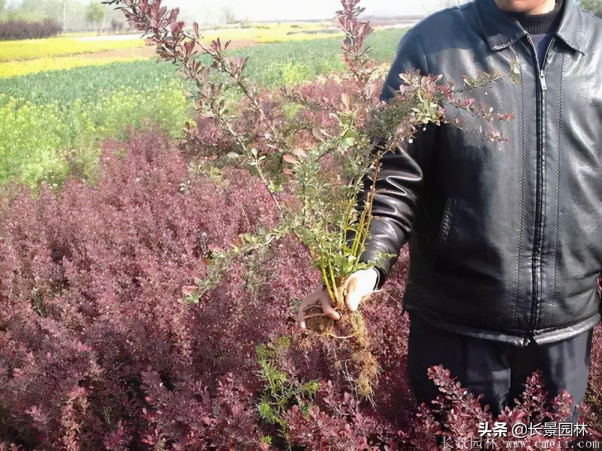 红叶小檗紫叶小檗的价格,红叶小檗幼苗批发基地