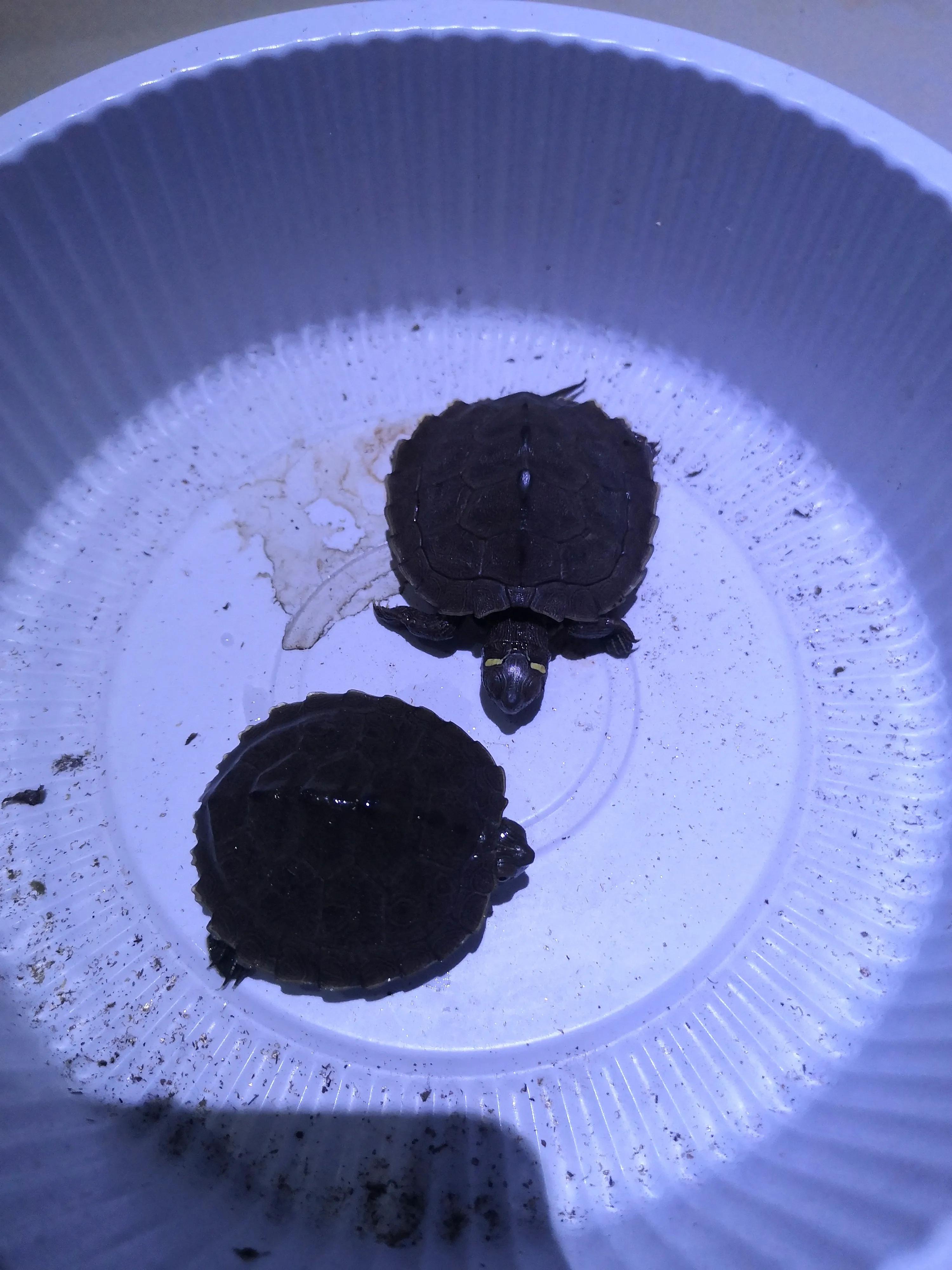 淘宝买到生病乌龟 (淘宝上买乌龟)