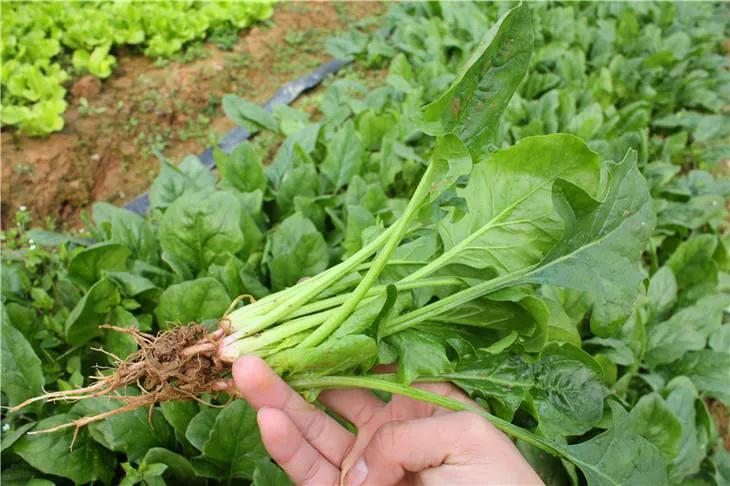 富含天然叶酸的食物有哪些,四款富含叶酸的食物快吃起来