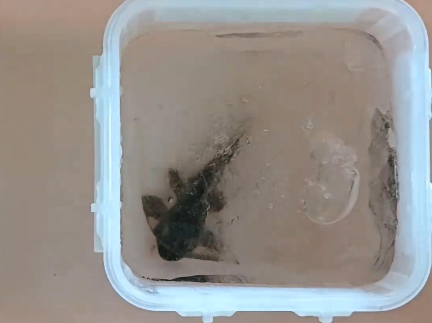 甲鱼冻成冰还能复活吗,甲鱼被冷冻后复活