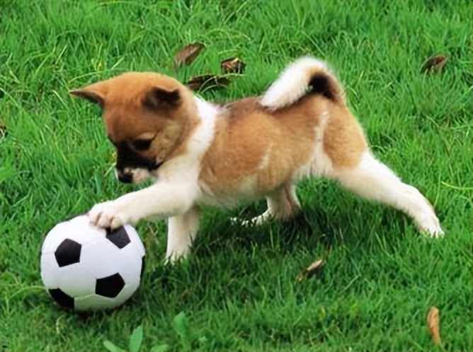 狗狗突然到处舔是怎么回事,狗狗舔别的狗的尿会传染狂犬病吗