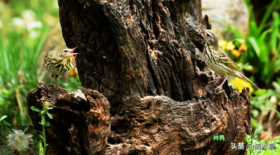鑰佸疄鏈垎璇楀彞,鑰佸疄鏈垎