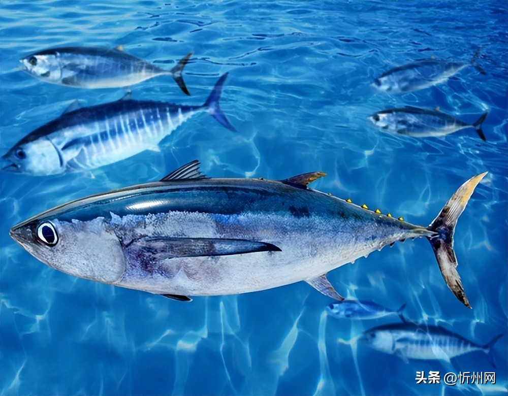 日本人不爱运动寿命却能活多久,日本人少运动为什么寿命长