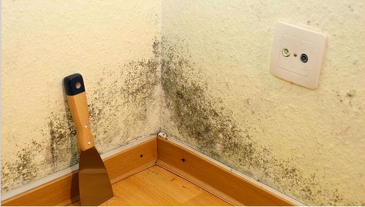 床上螨虫怕的不是“暴晒”？教你卧室放点“它”，螨虫消失了