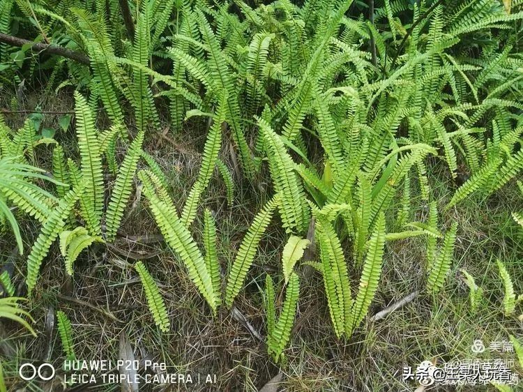 石家庄挖野菜攻略,挖野菜攻略
