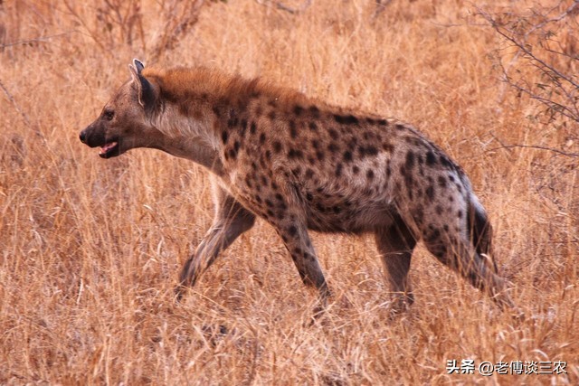 鬣狗是什么动物？非洲“驯狗人”是怎样的一个职业？背后全是心酸
