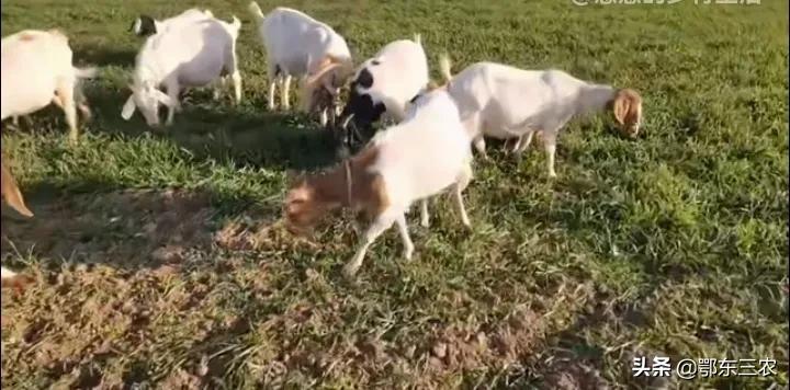牛啃小麦苗对小麦产量有影响吗,防止羊啃小麦苗的长期方法