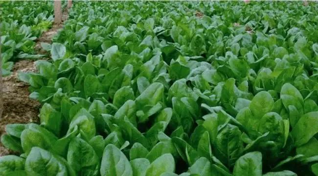 菠菜施肥用什么肥最好,菠菜生长期一般施什么肥