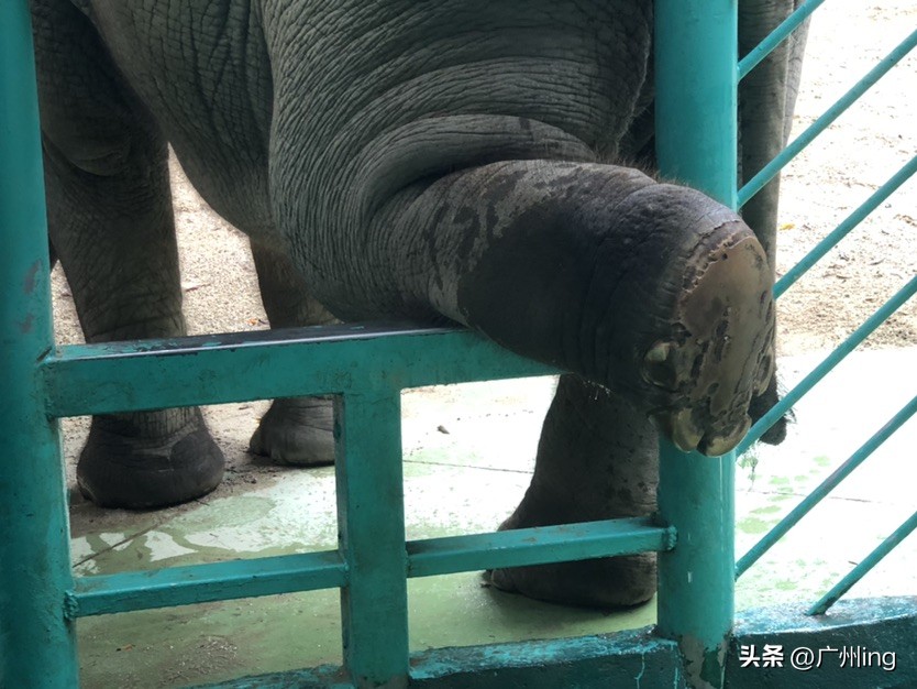 世界大象日了解亚洲象大种群,大象培育巨象