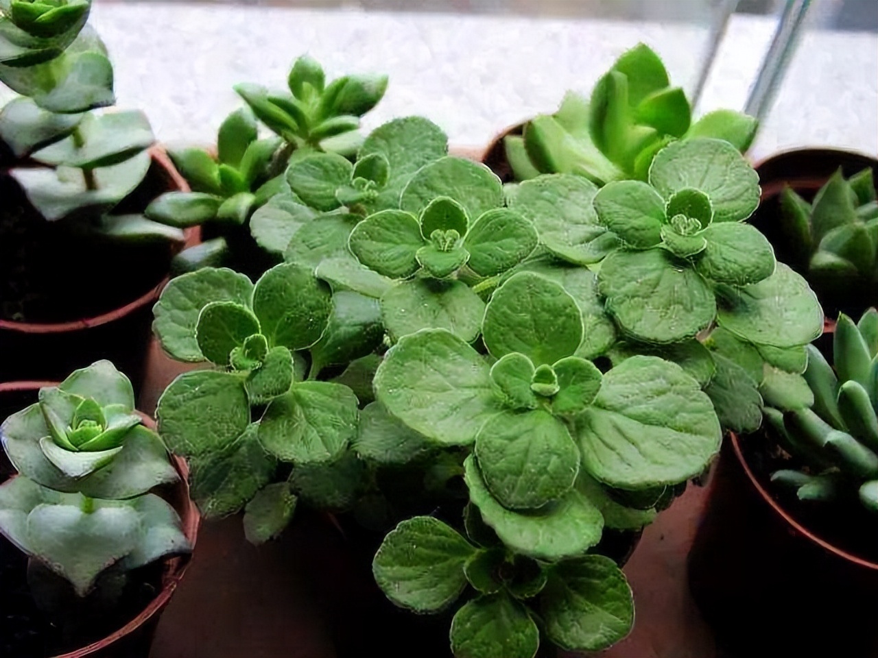 摆在家里最旺的十种花,什么花摆放卧室好养又好看