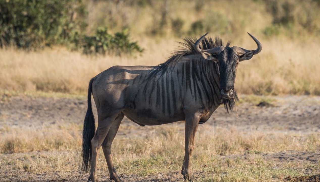 非洲草原上的“粮库”角马，社交与繁殖方式，都十分奇特
