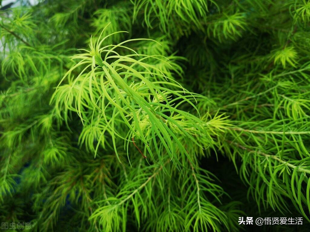 绿萝叶子打蔫发黄快速补救方法,大叶绿萝打蔫叶子下垂是什么原因